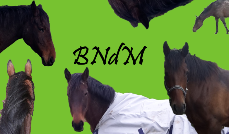 BNdM