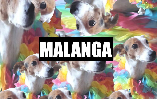 Malanga